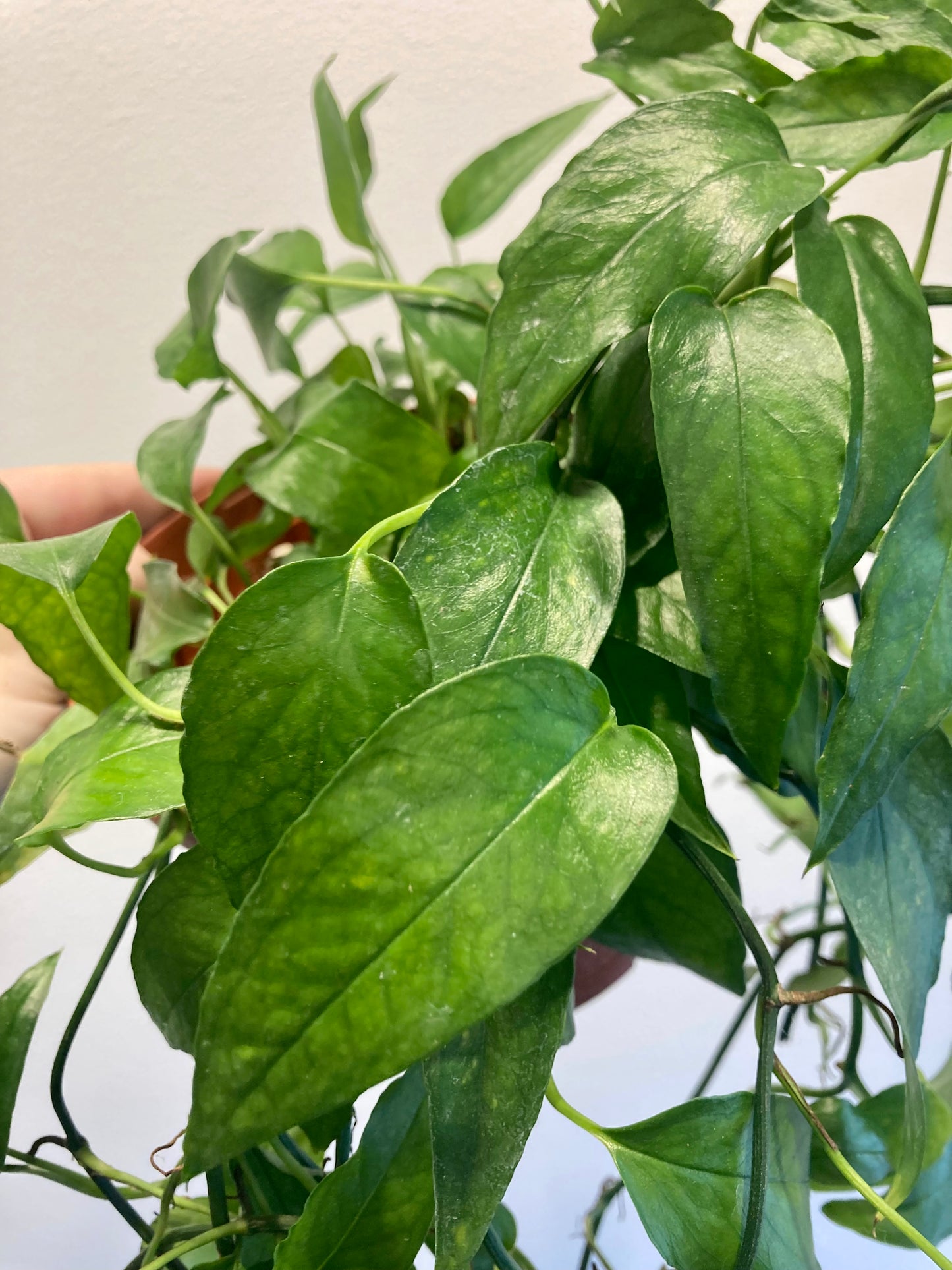 Epipremnum pinnatum 'Skeleton Key' 6in