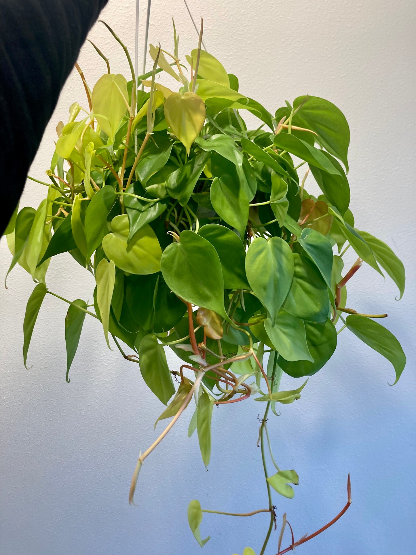 Philodendron heder. 'Aureum' 8in HB
