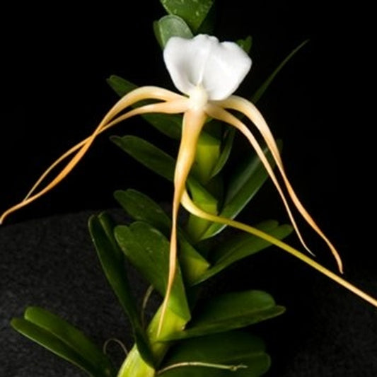 Angraecum conchoglossum 3in
