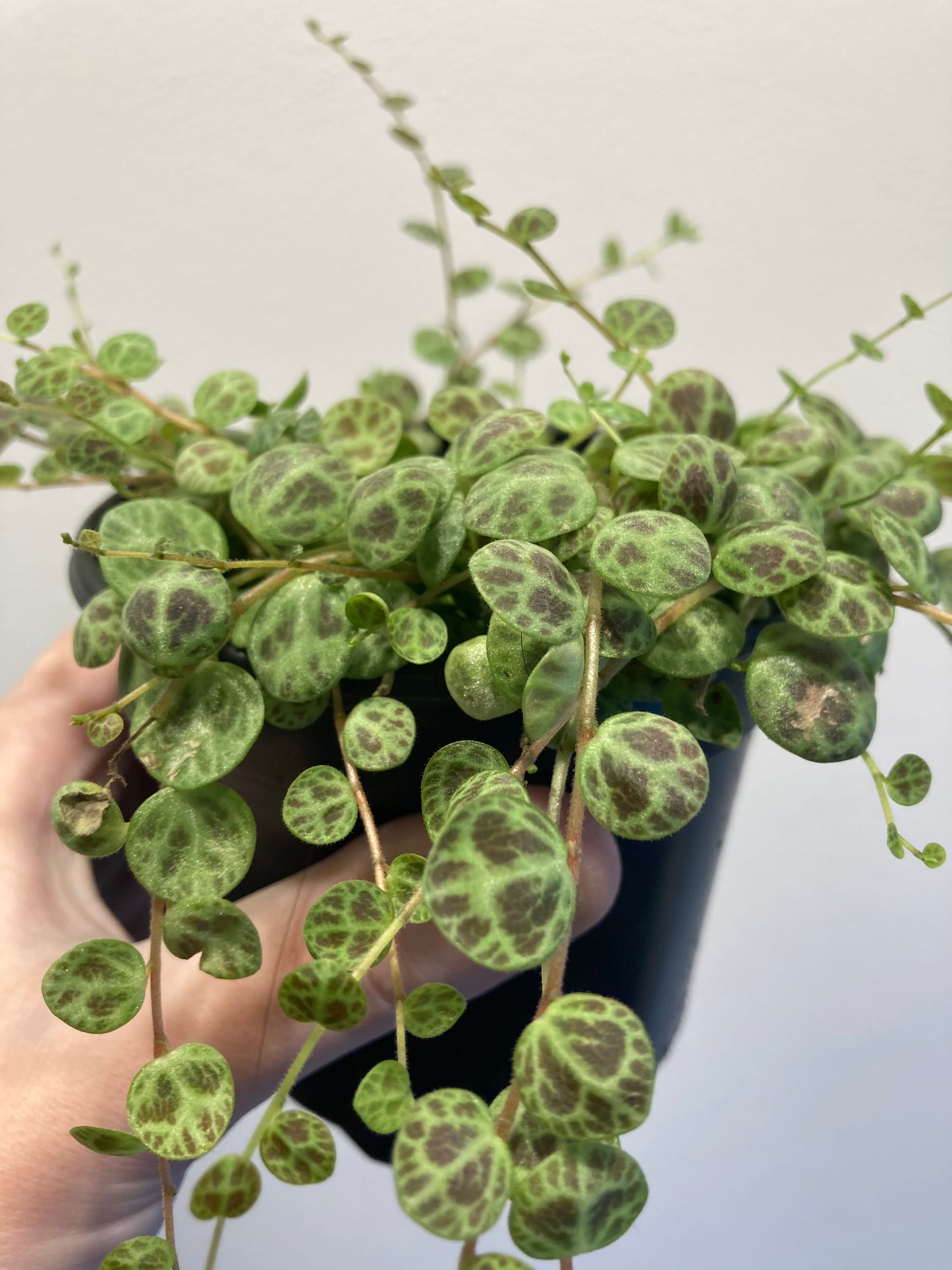 Peperomia prostrata 4in