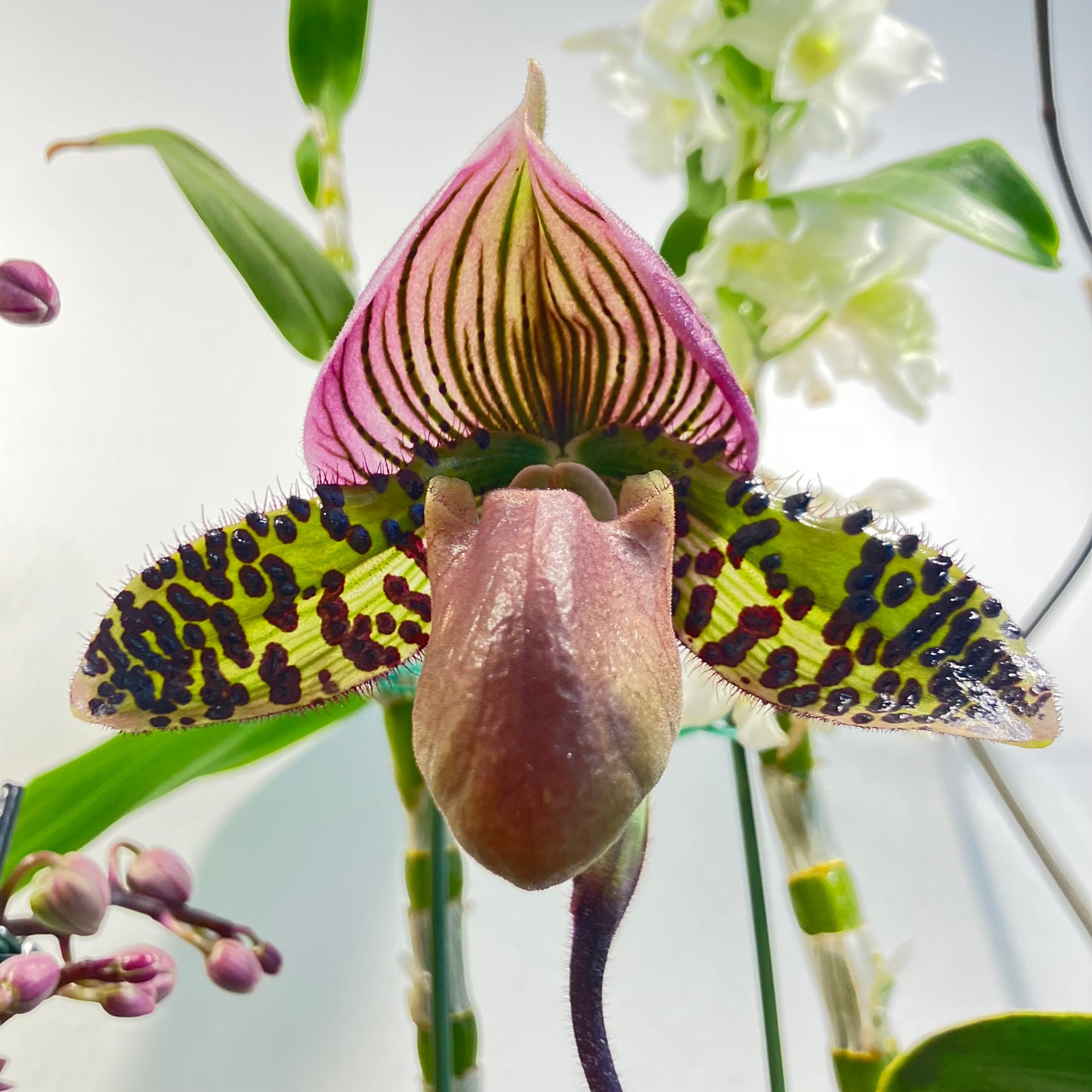 Paphiopedilum Wonderful Shadow 3in
