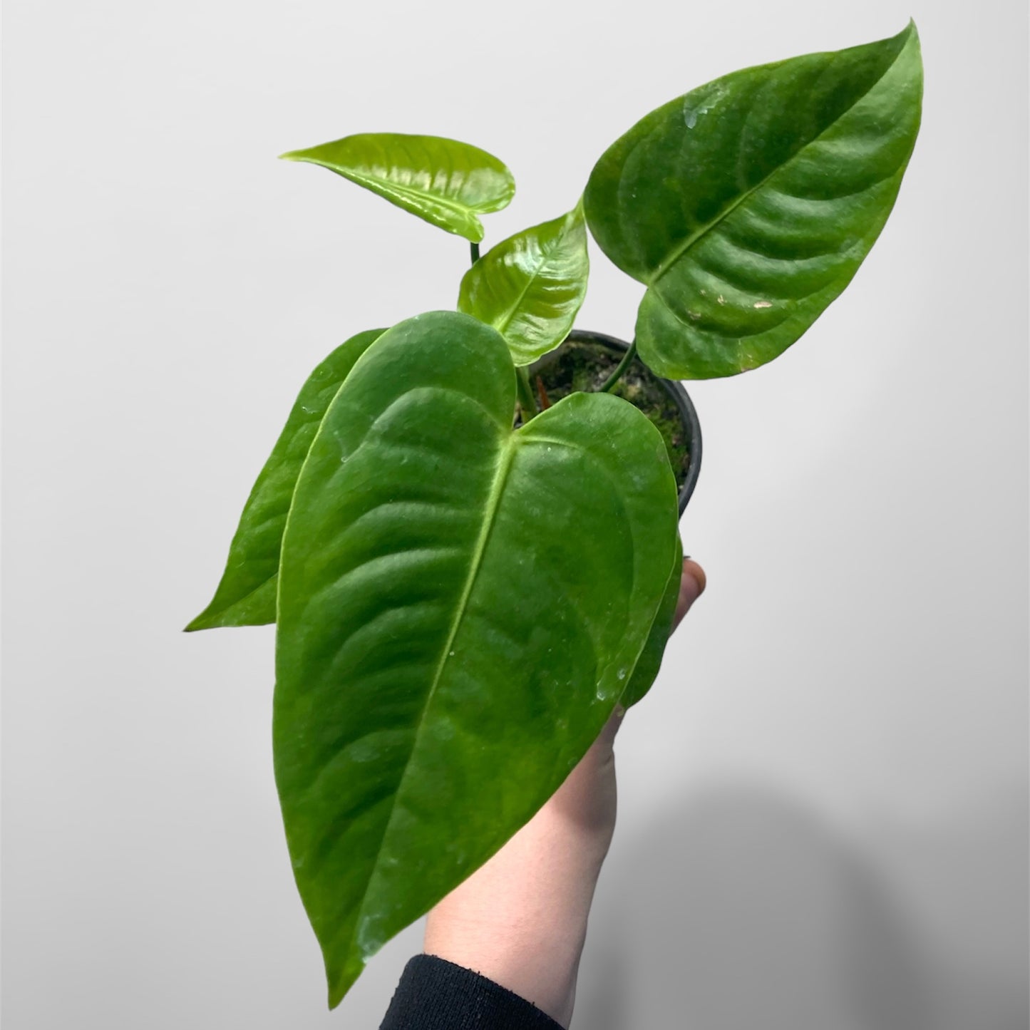 Anthurium veitchii 4in