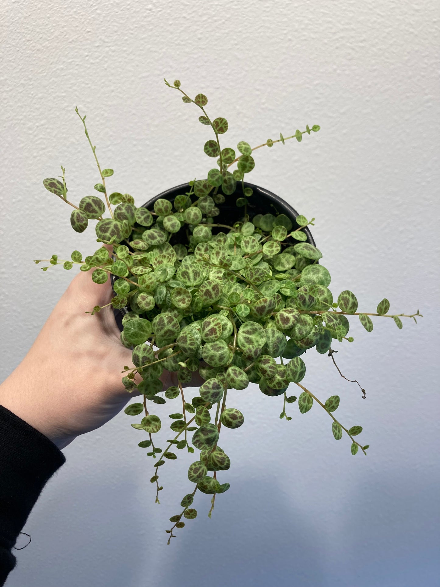 Peperomia prostrata 4in