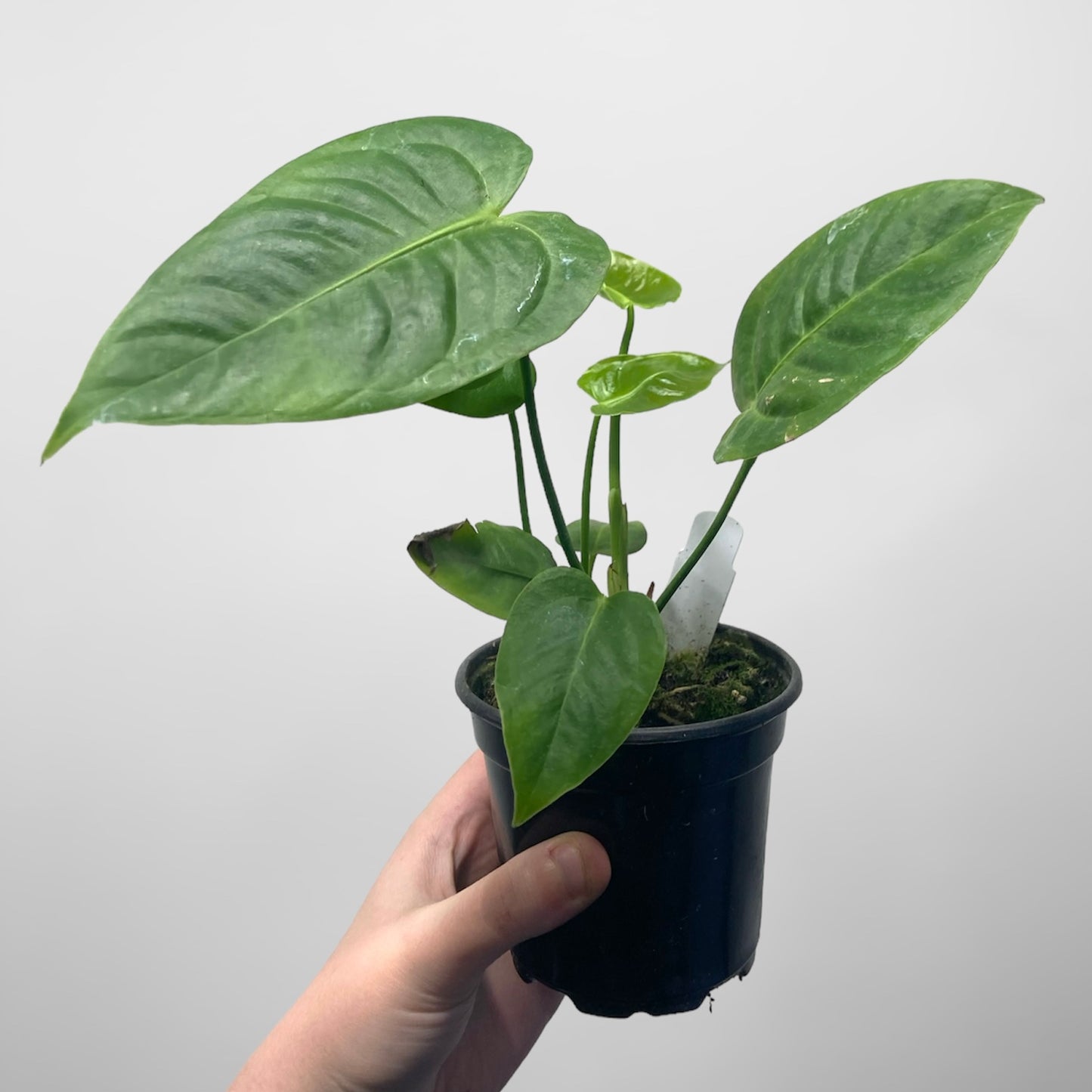 Anthurium veitchii 4in