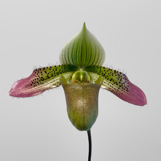 Paph. QF Ezekiel (papuanum x acmodontum) 3in