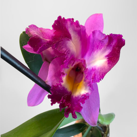 Rlc. Mari's Song x Elegant Dancer 4in