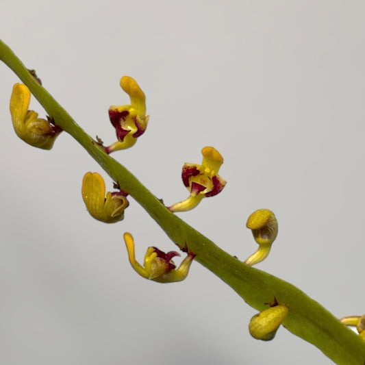 Bulbophyllum falcatum aureum 3in mounted