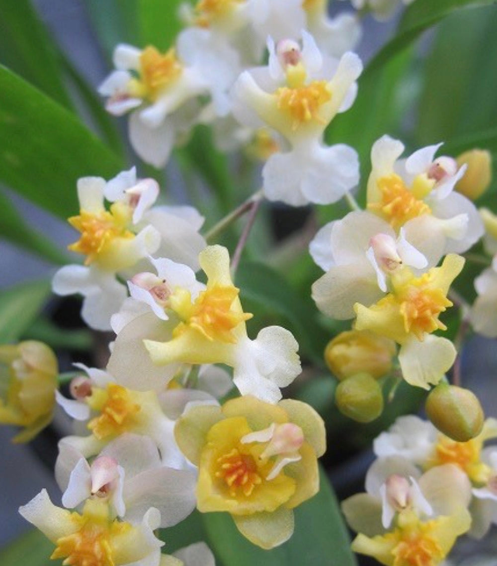 Oncidium Twinkles ‘Fragrance Fantasy’ 4in (Local Only)