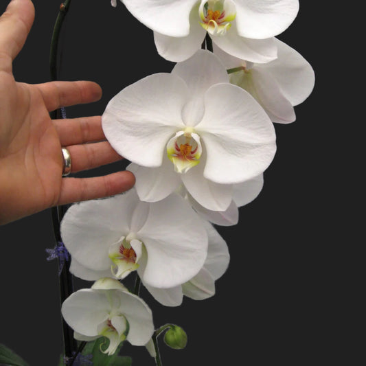 A person's hand for scale next to a large white phal orchid flower.