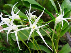 Cyrtorchis chailluana x sib 4in