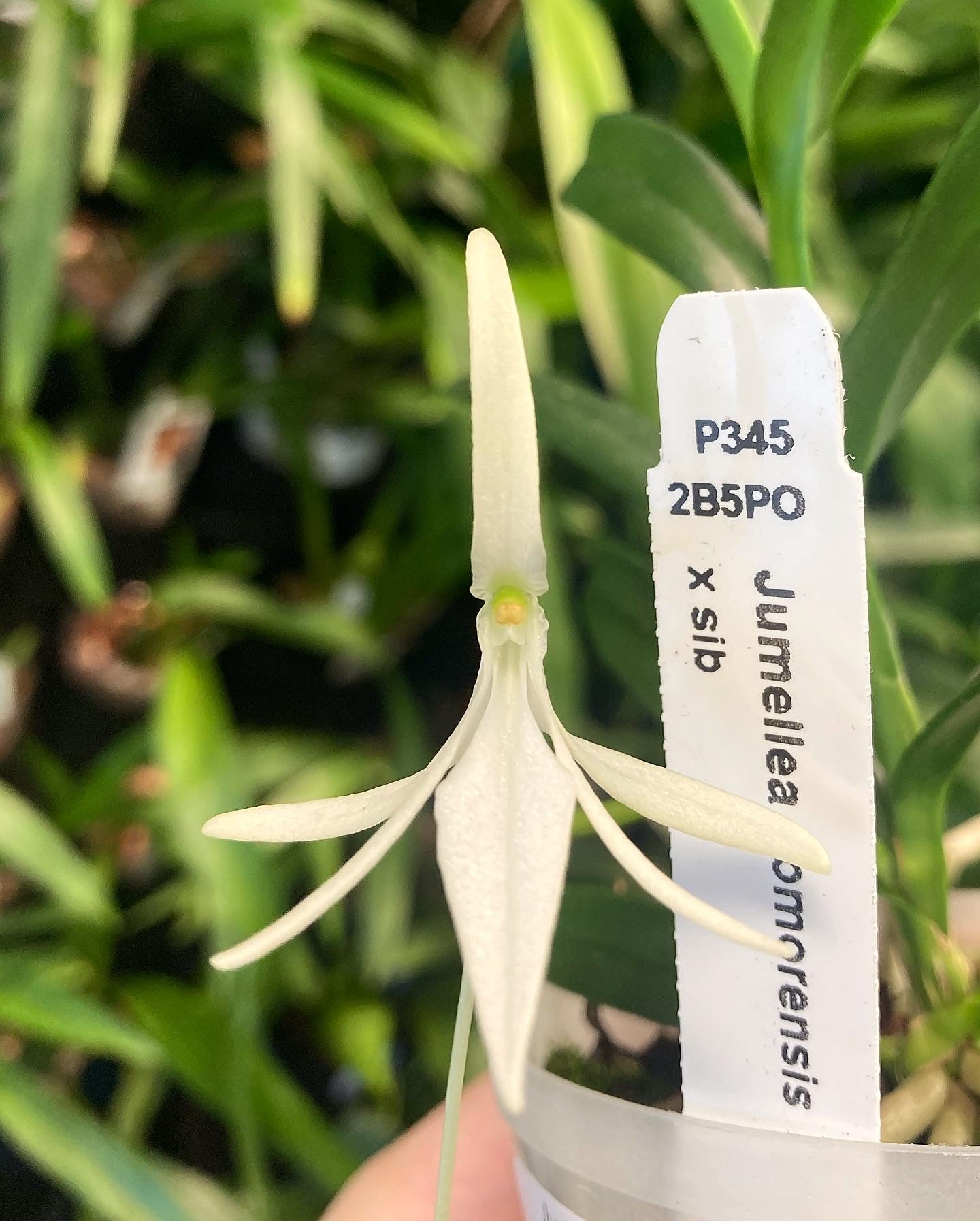 Jumellea comorensis x sib 4in