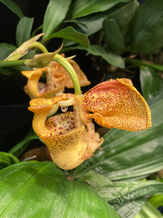 Coryanthes elegantium 'Naranja' x self 4in (LARGE)