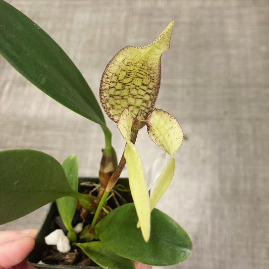 Bulb. (dennisii x longisepalum) x arfarkianum Green Ambon 3in