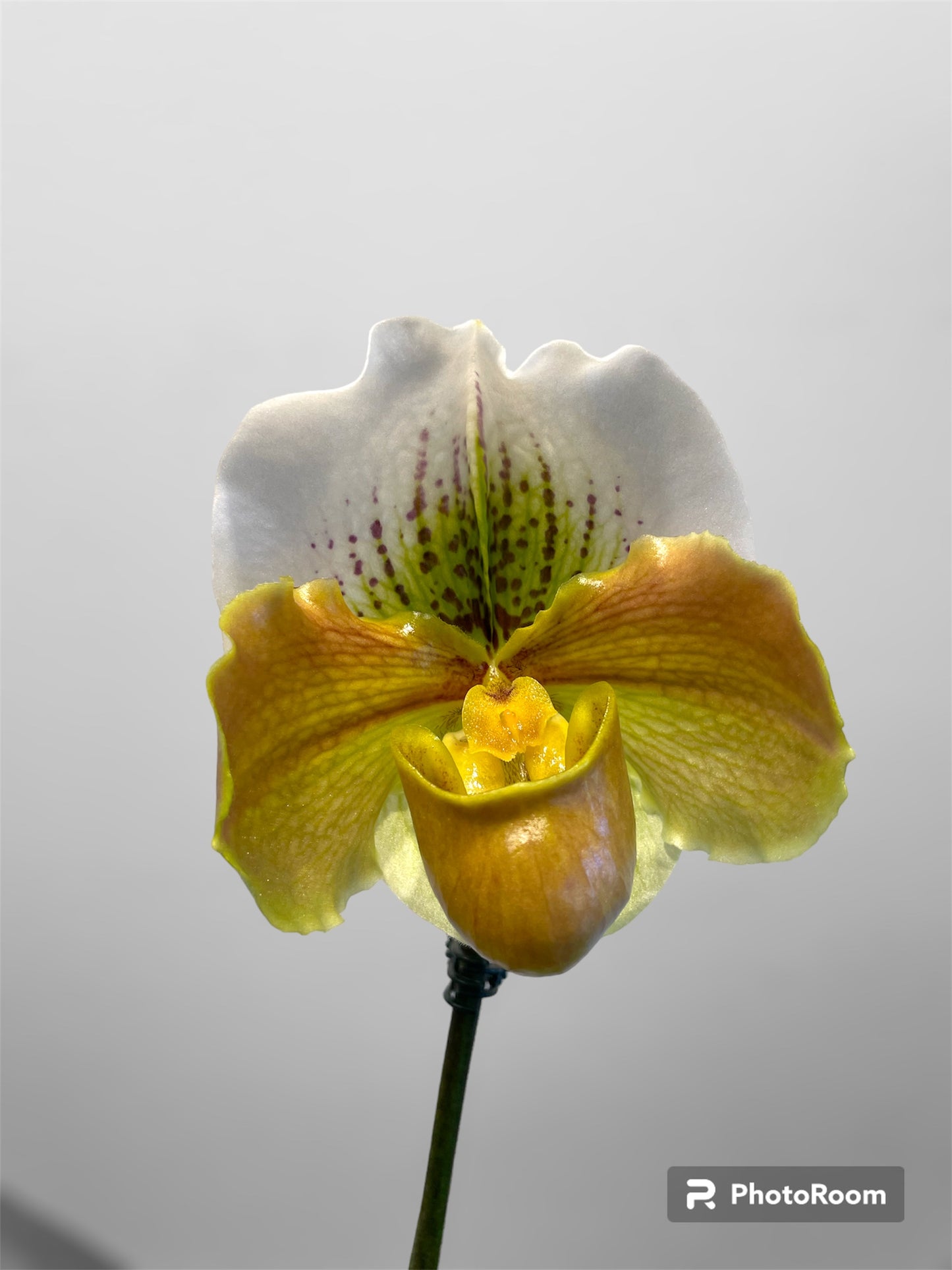 Paph. Valerie Tonkin 4in