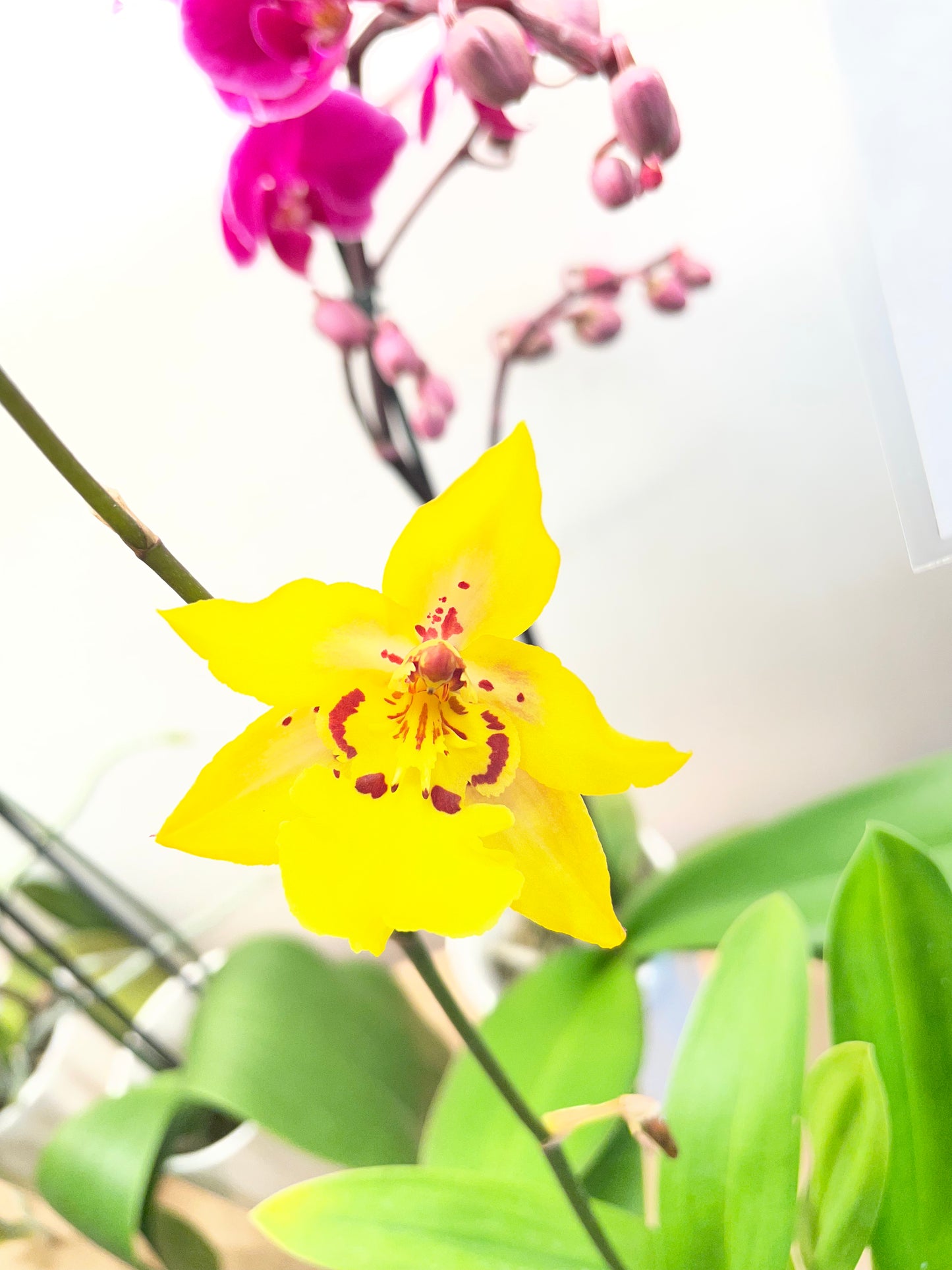 Oncidium Tiger Crow ‘Golden Girl’ 4in (Local Only)