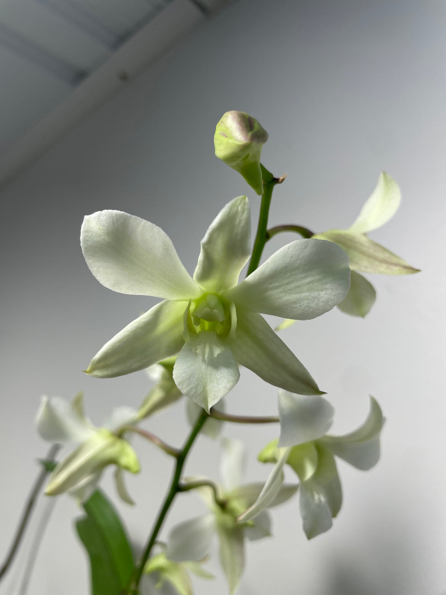 Dendrobium Olomana 4in (Local Only)