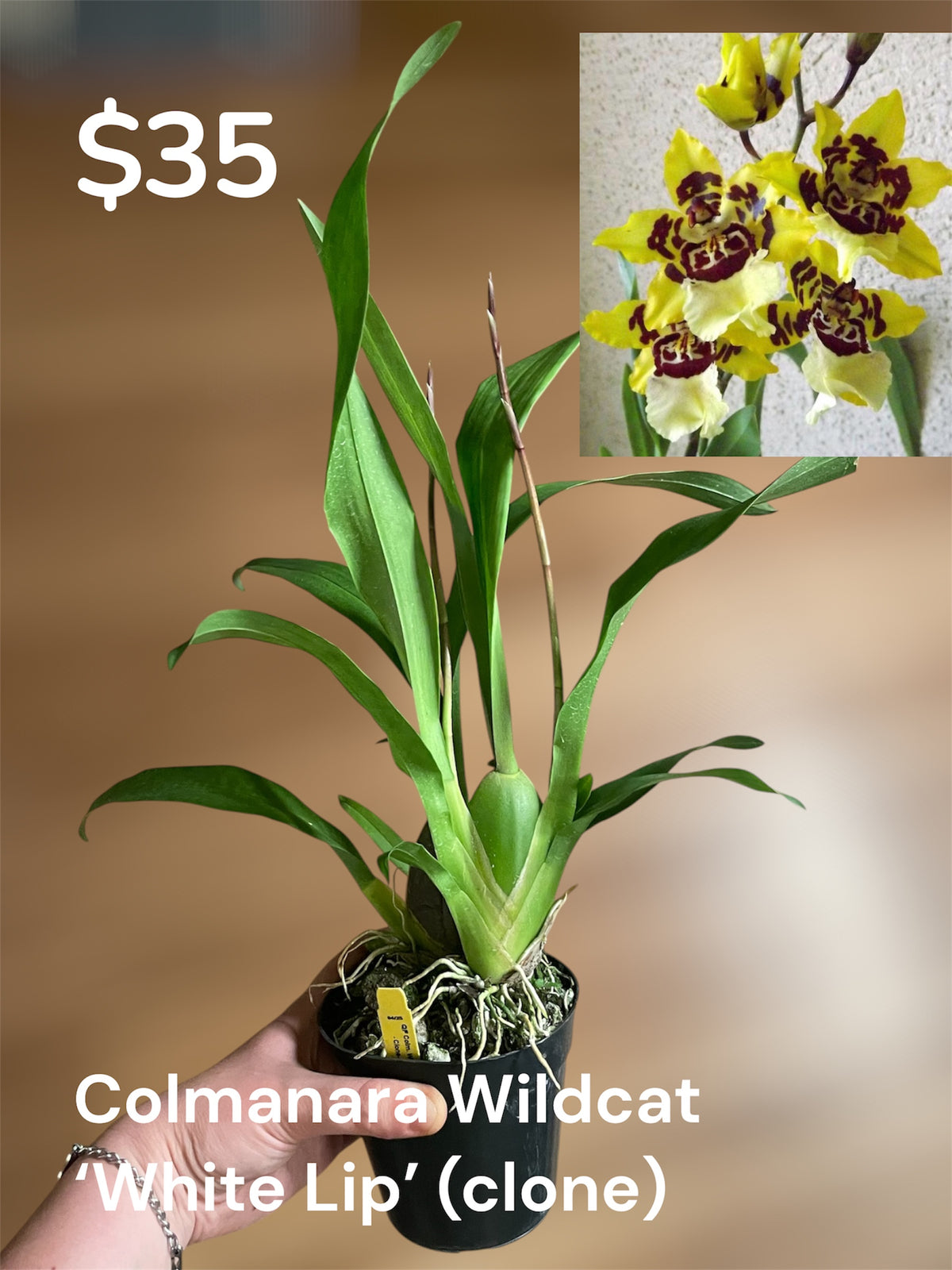 Colmanara Wildcat ‘White Lip’ 4in (Local Only)