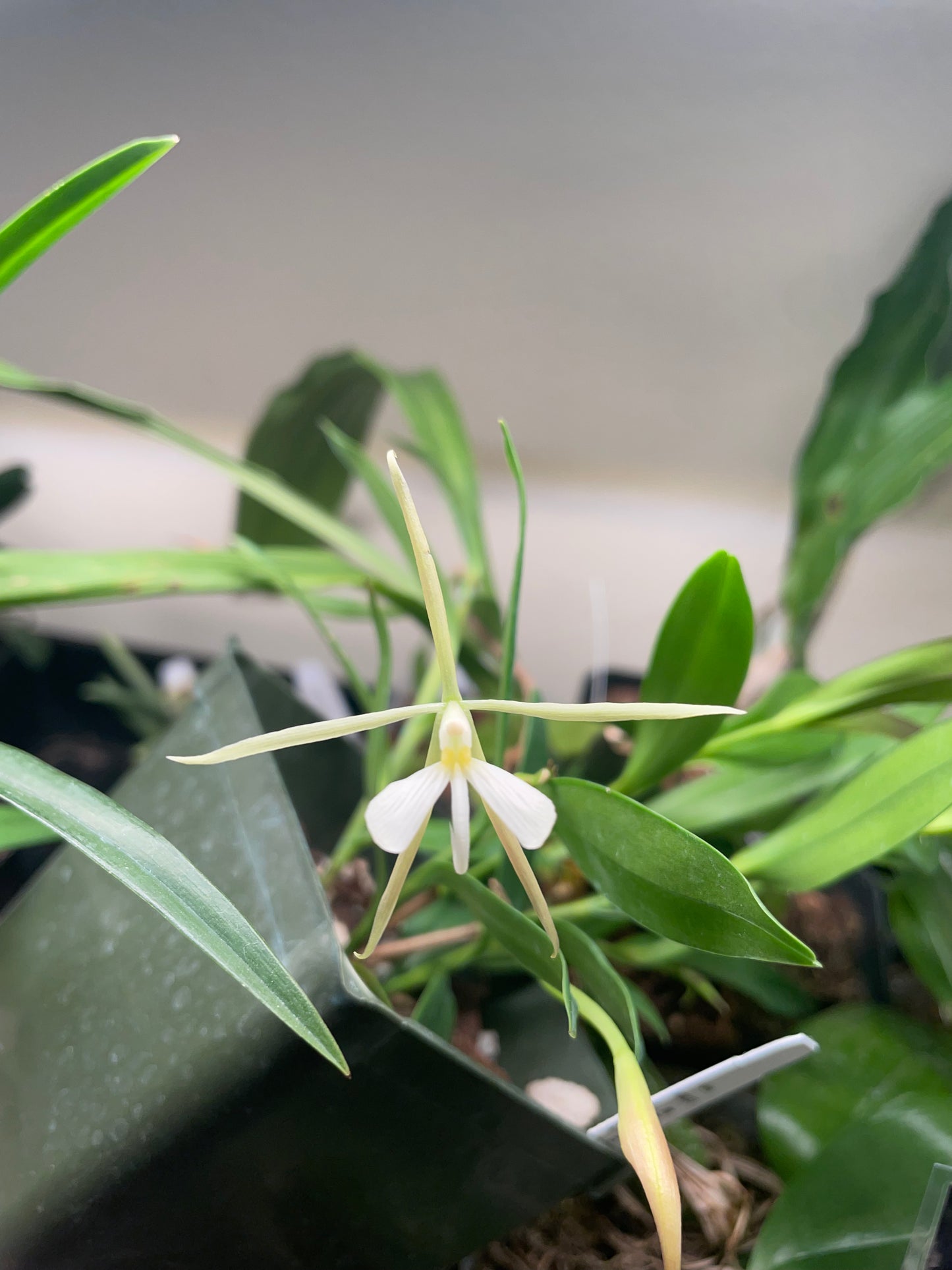 Epidendrum nocturnum 4in