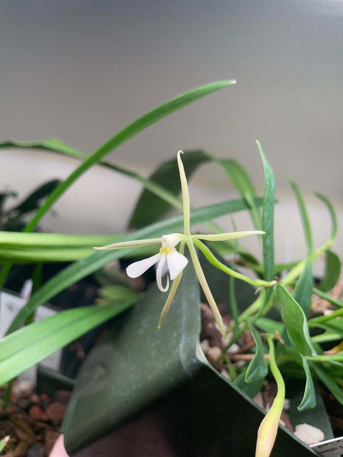 Epidendrum nocturnum 4in