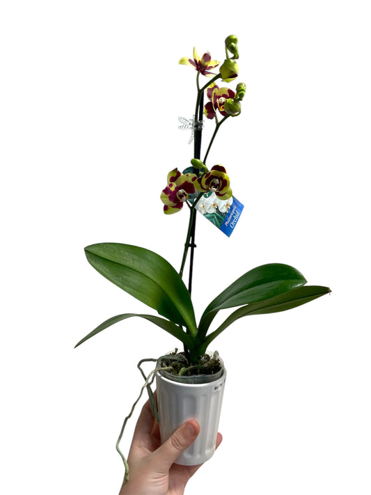 Med Phal 3in (Local Only)
