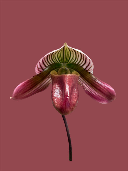 Paph. QF Babylon #1 (urbanianum x QF Voodoo) 3in