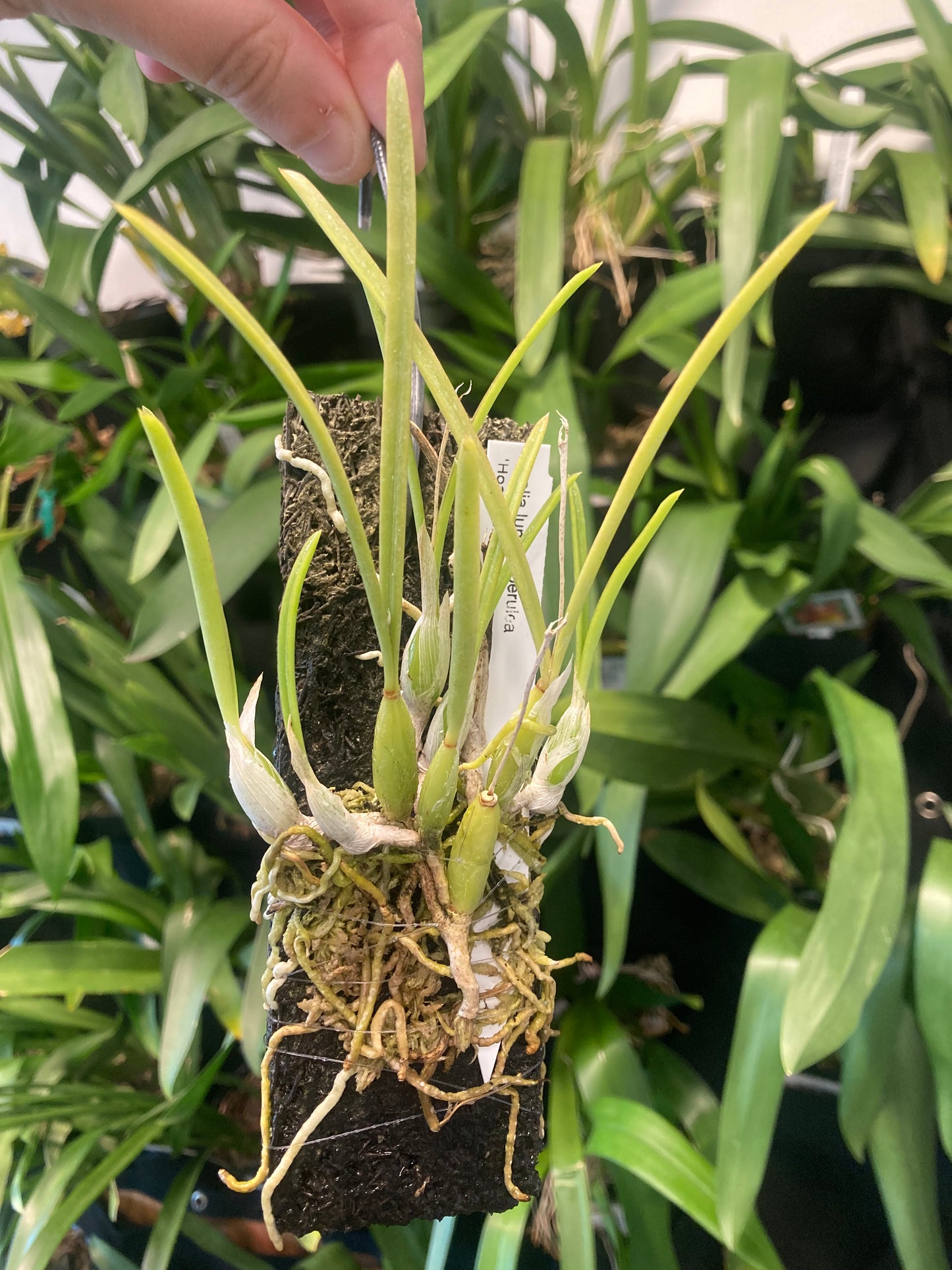 Laelia lundii var. coerulea (mounted)