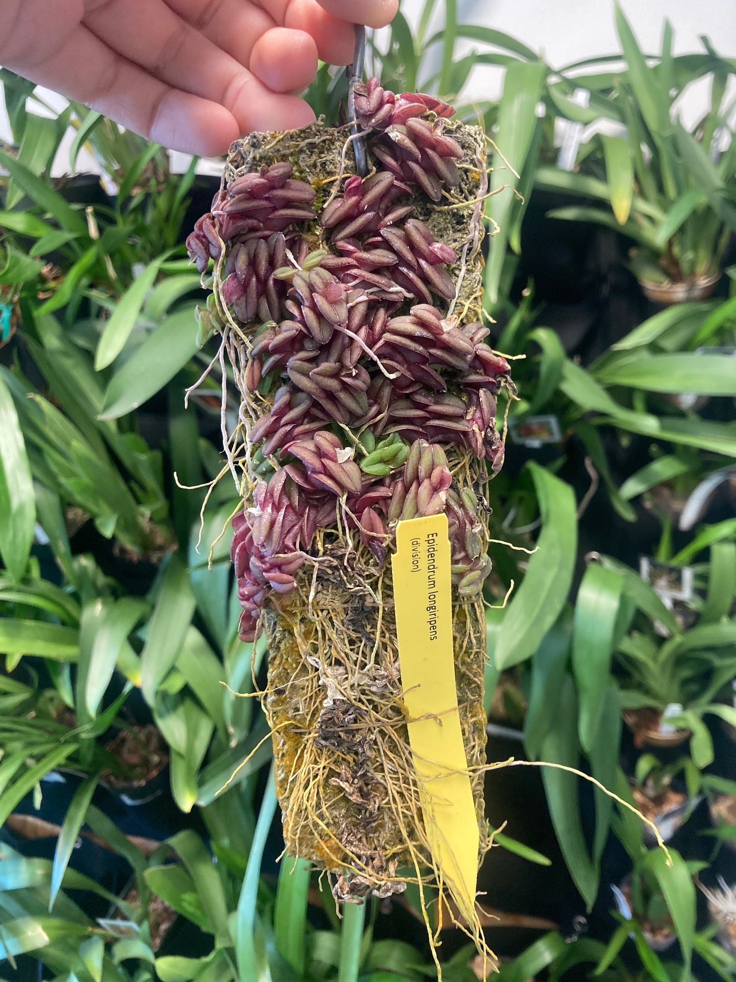 Epidendrum longirepens (mounted)