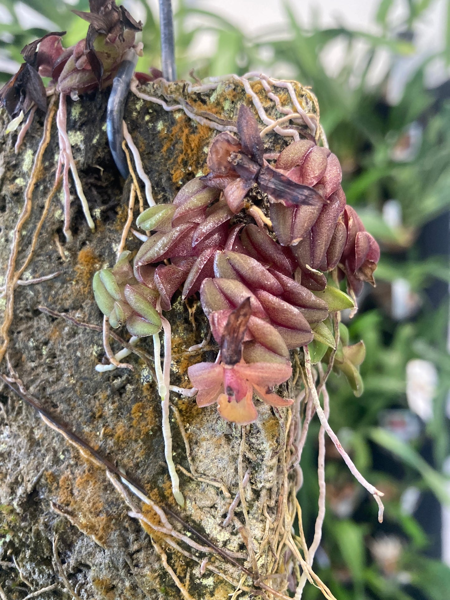 Epidendrum longirepens (mounted)
