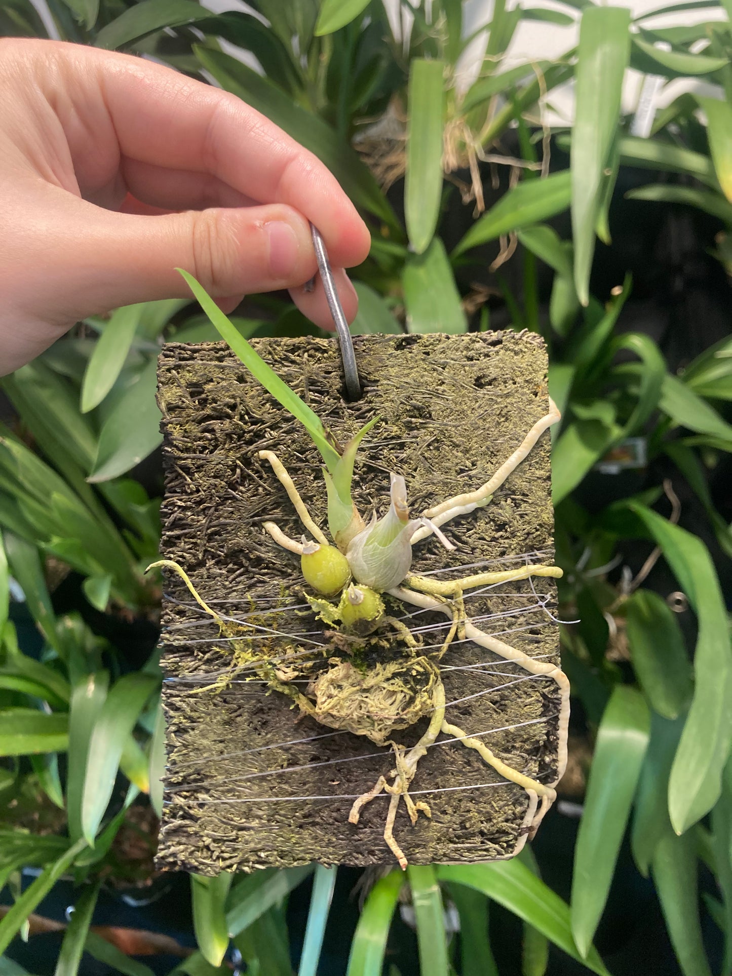 Encyclia mariae (mounted)