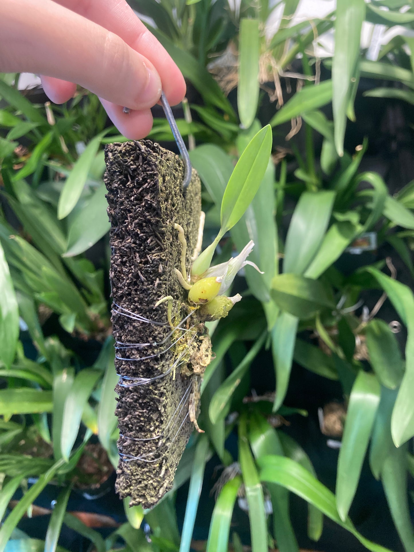 Encyclia mariae (mounted)