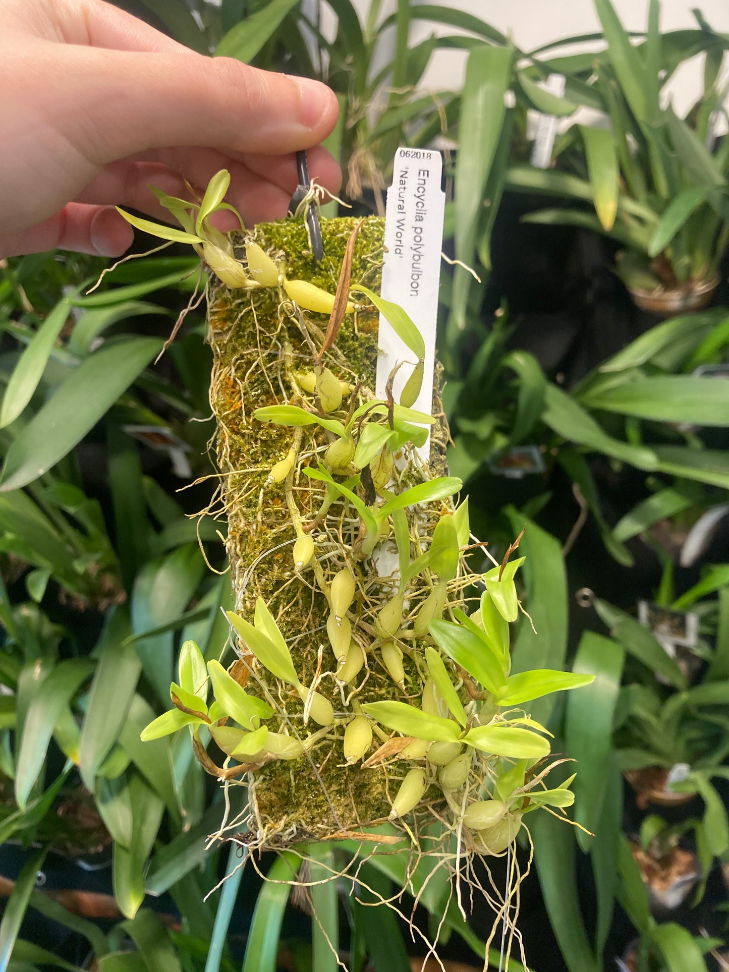 Encyclia polybulbon (mounted)