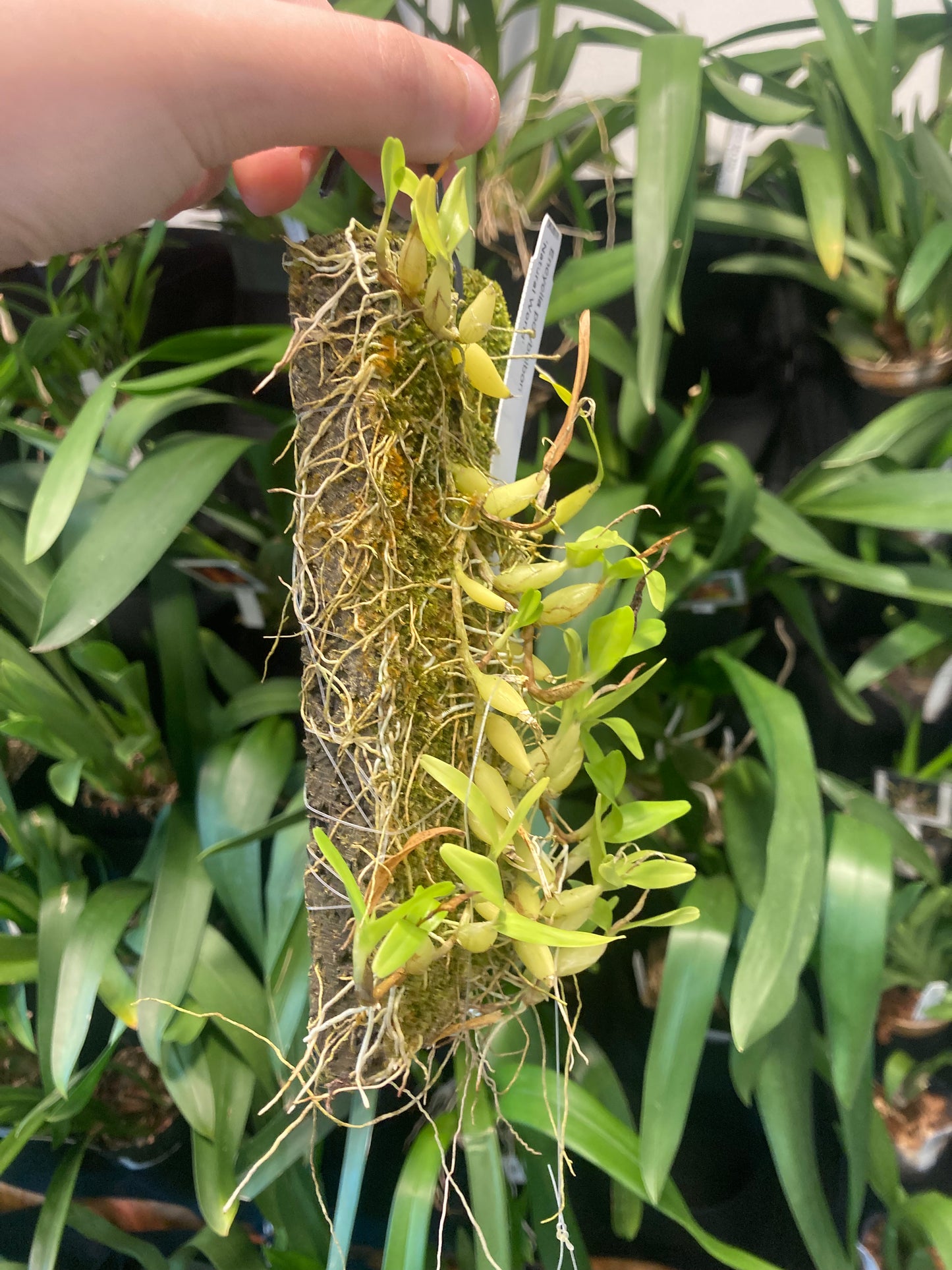 Encyclia polybulbon (mounted)