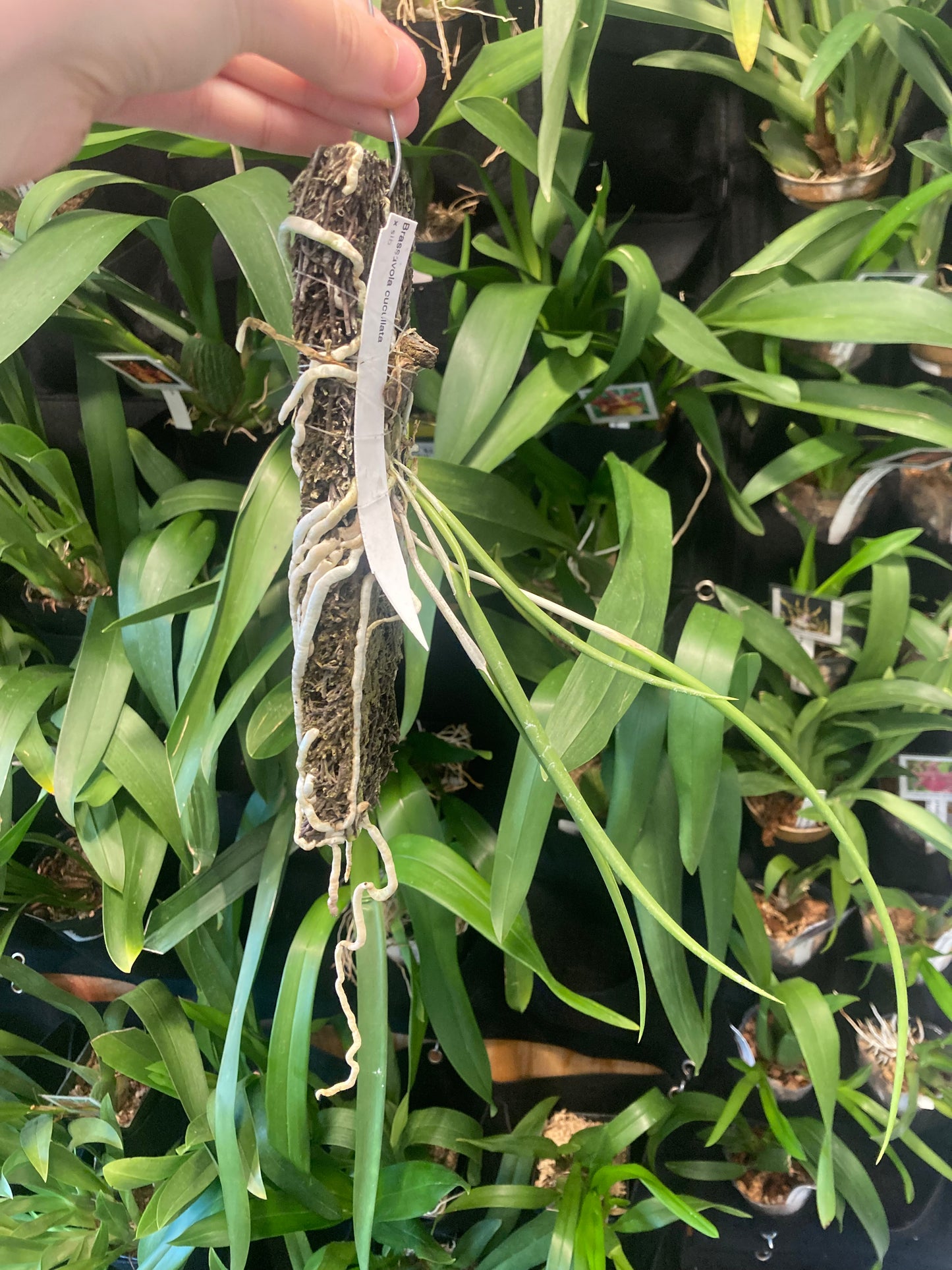 Brassavola cucullata (mounted)