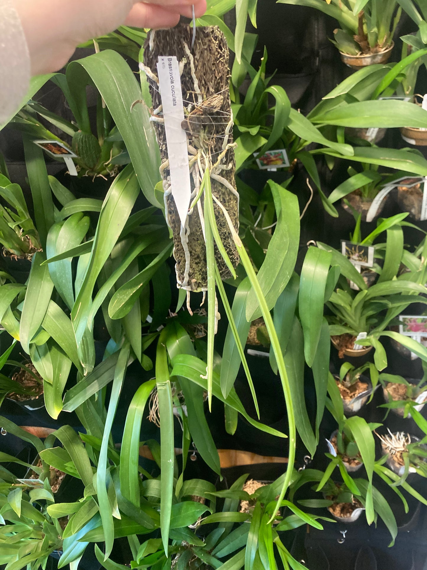 Brassavola cucullata (mounted)