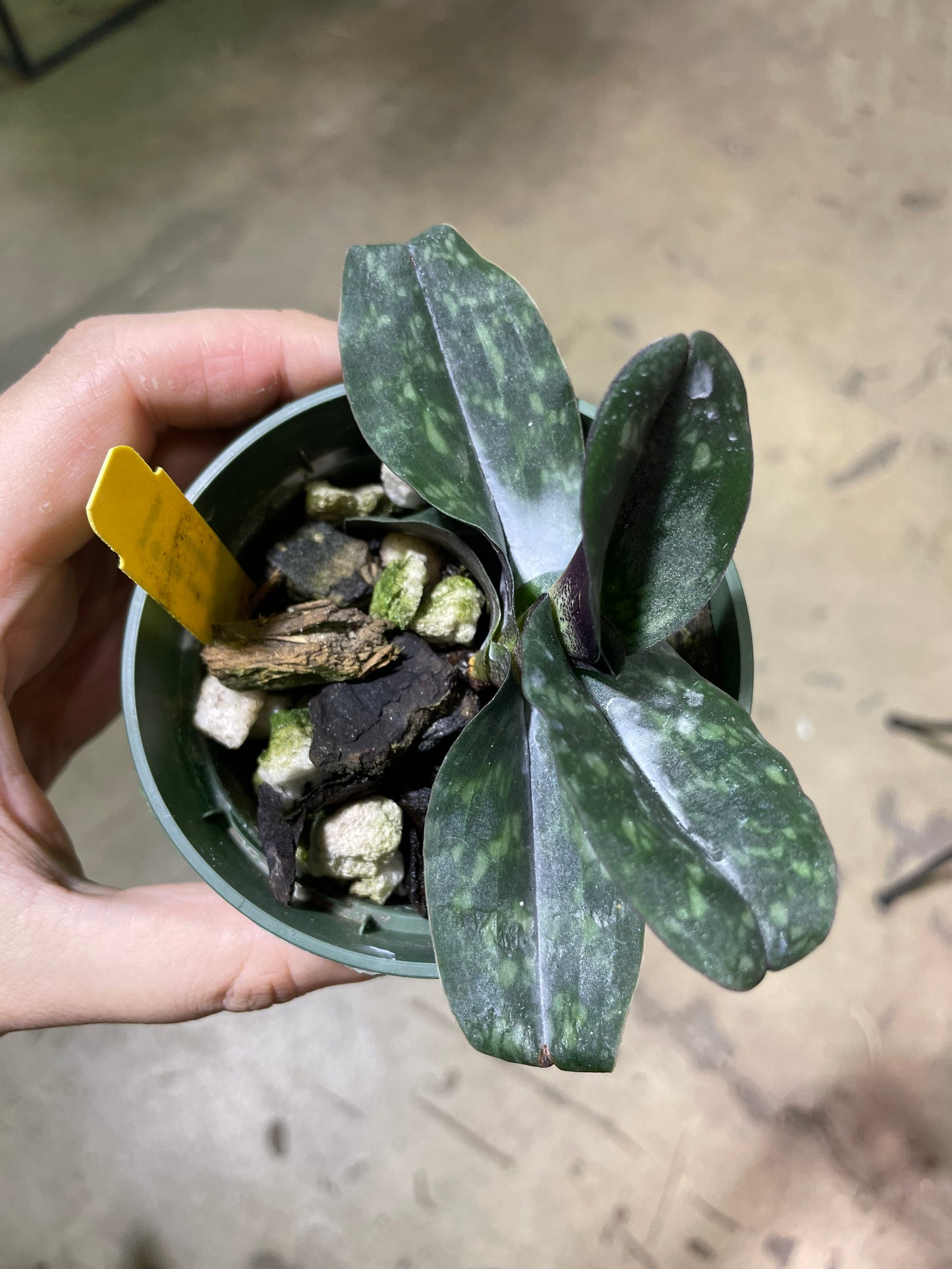 Paphiopedilum wenshanense x sib 3in