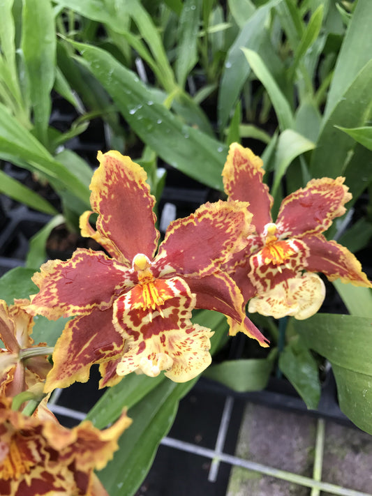 Aliceara (Beallara) Tan Treasures