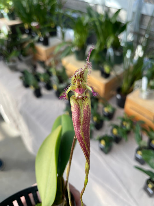 Bulb. Fantasia (Fascination x fascinator) 4in