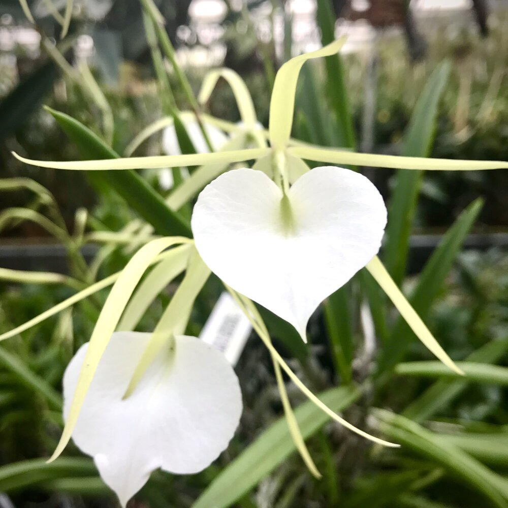 Brassavola nodosa x Guarianthe skinneri 4in