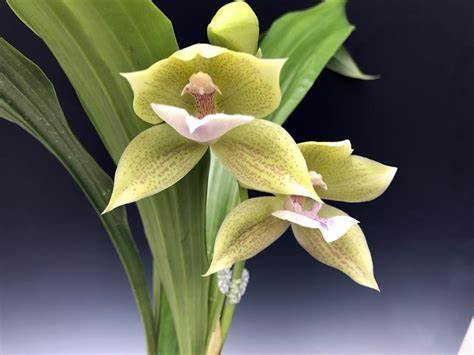 Ianclarkara Cheyenne Marie 'Lemoncello'