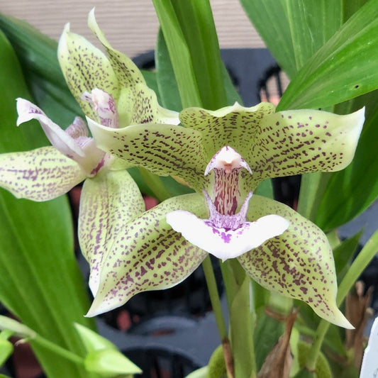 Ianclarkara Cheyenne Marie 'Green Gecko'