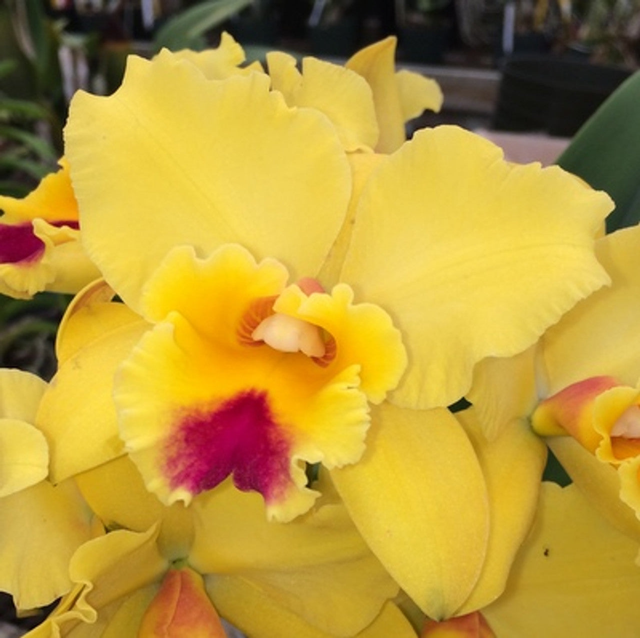 Rhyncholaeliocattleya Kita Karano Hana 'Volcano Queen' 5in