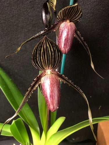 Paphiopedilum Wayne Booth x rothschildianum ‘Black Bird’ 4in