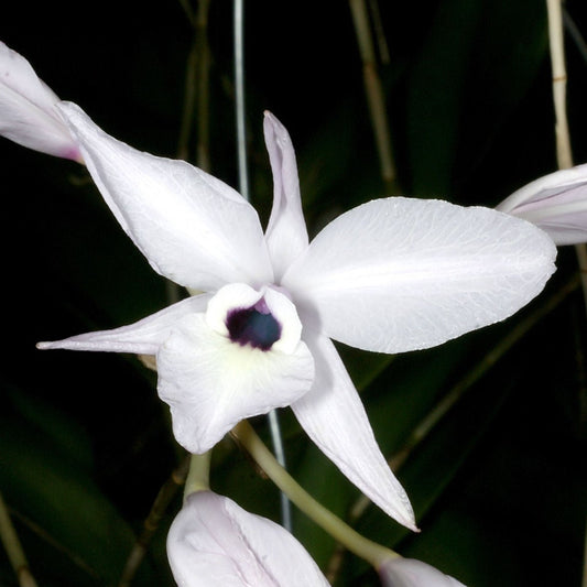 Laelia rubescens x sib 4in