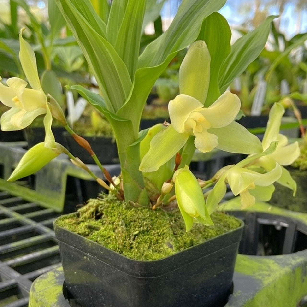 Lycaste Lemon Twist (tricolor x macrophylla) 4in