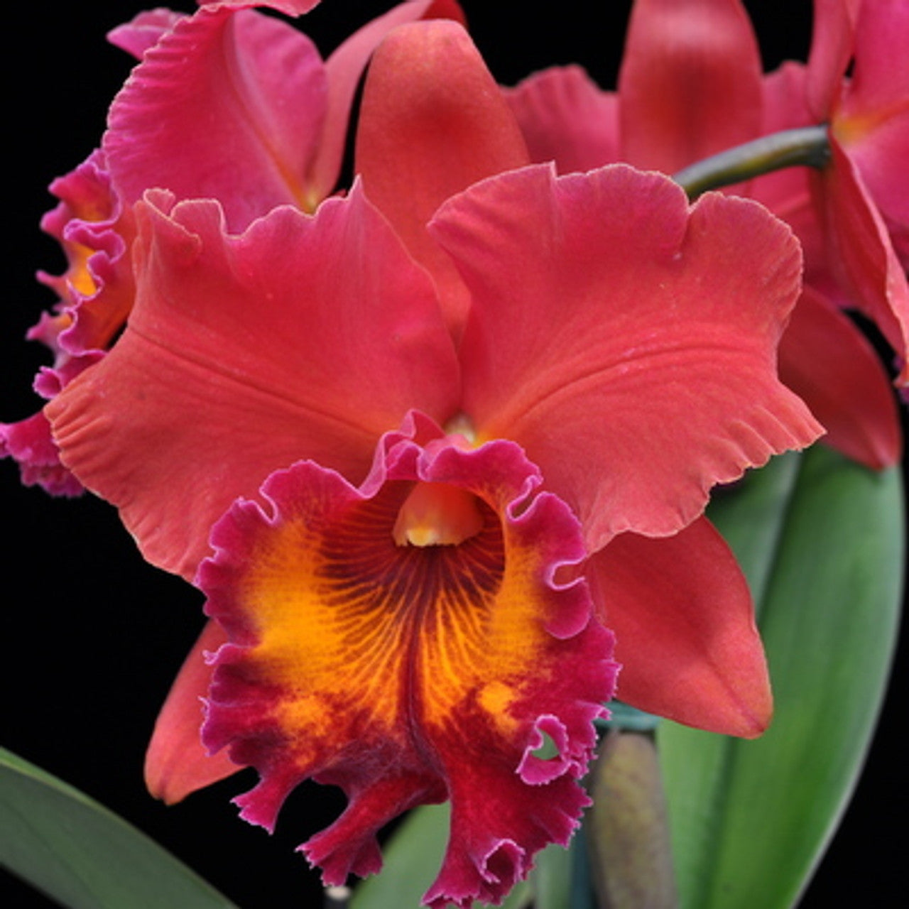 Rhyncholaeliocattleya Sharon King 'Volcano Queen' 5in