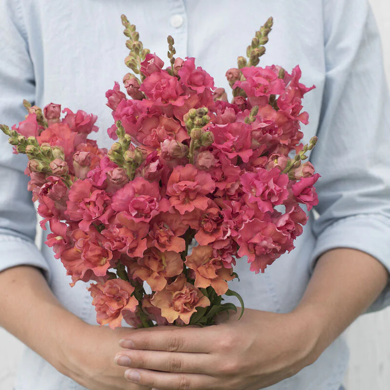Snapdragon 'Madame Butterfly Bronze' seeds