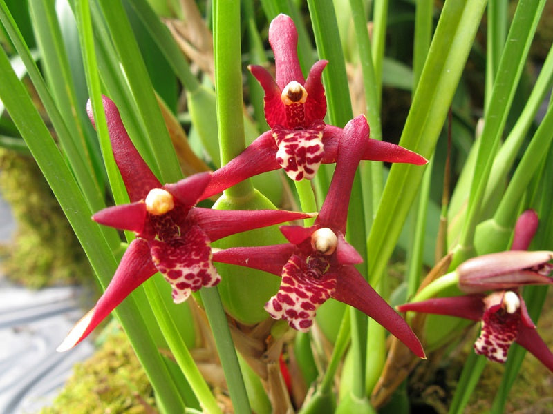 Maxillaria tenuifolia 4in