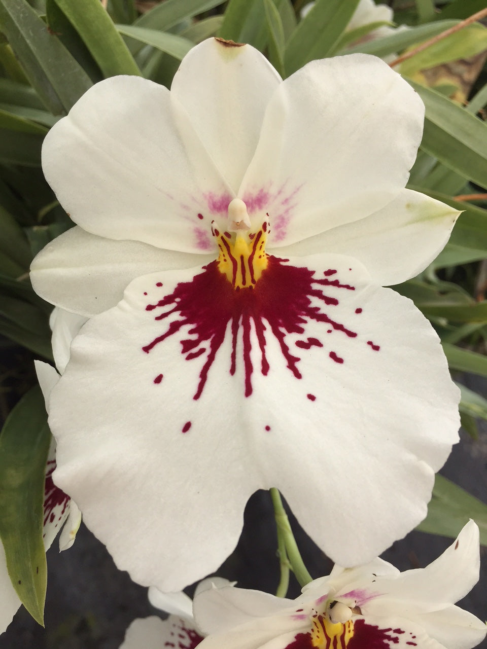 Miltoniopsis Nirav Savalia 'Brilliant' 3in