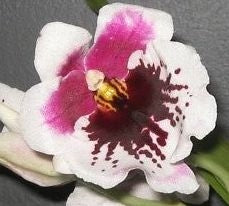 Milt. Hajime Ono 'Standing Tall' 4in