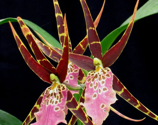 Mtssa. Shelob 'Okika' 4in